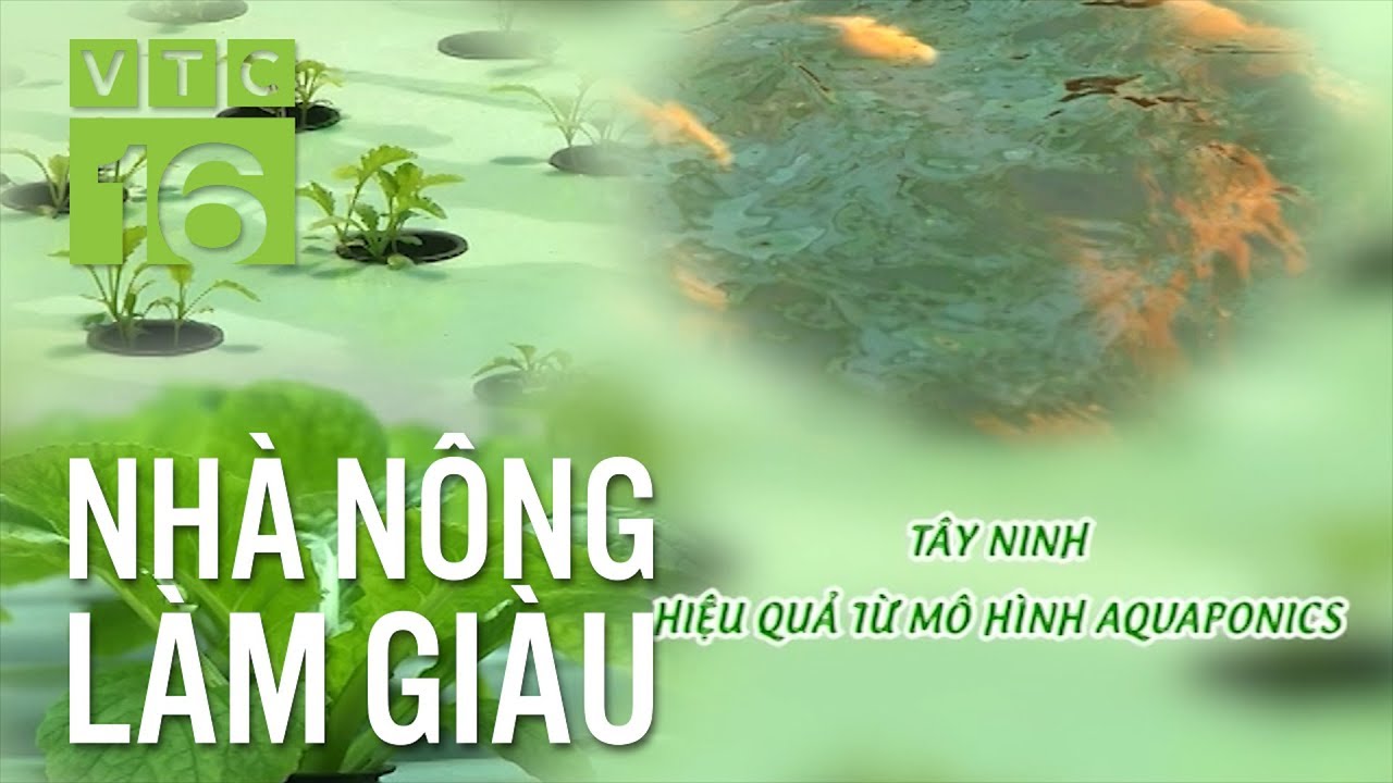 Công nghệ Aquaponics -  Một sự kết hợp hoàn hảo | VTC16