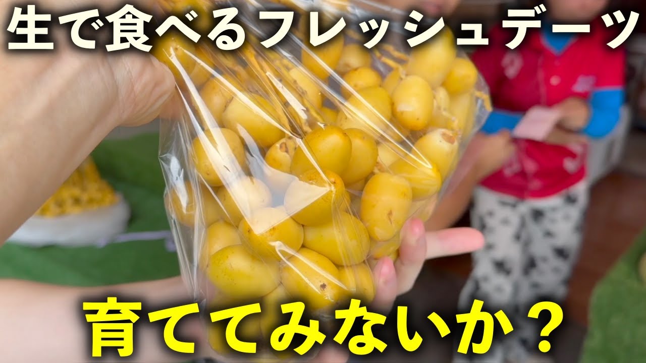 生で食べられる激ウマ「ナツメヤシ（デーツ）」を育ててみないか？