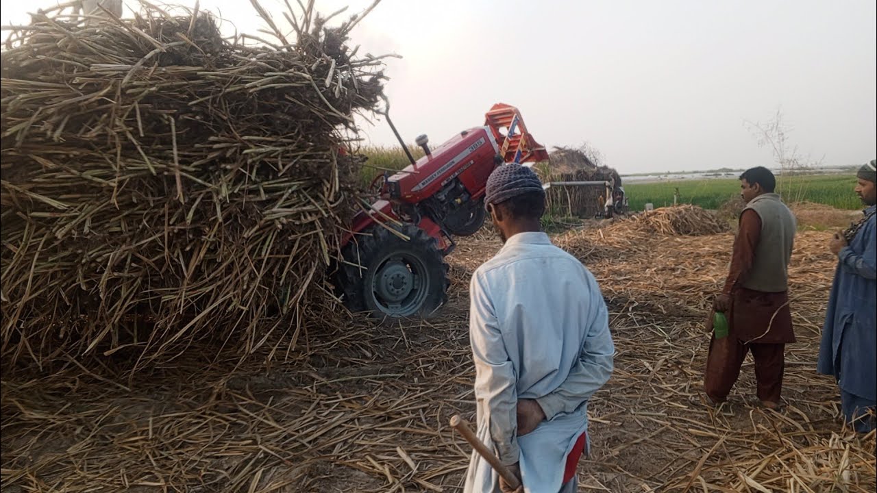 Massey Ferguson 385 tacotor so amazing video and alghazi back said bampar thanks for all fired 