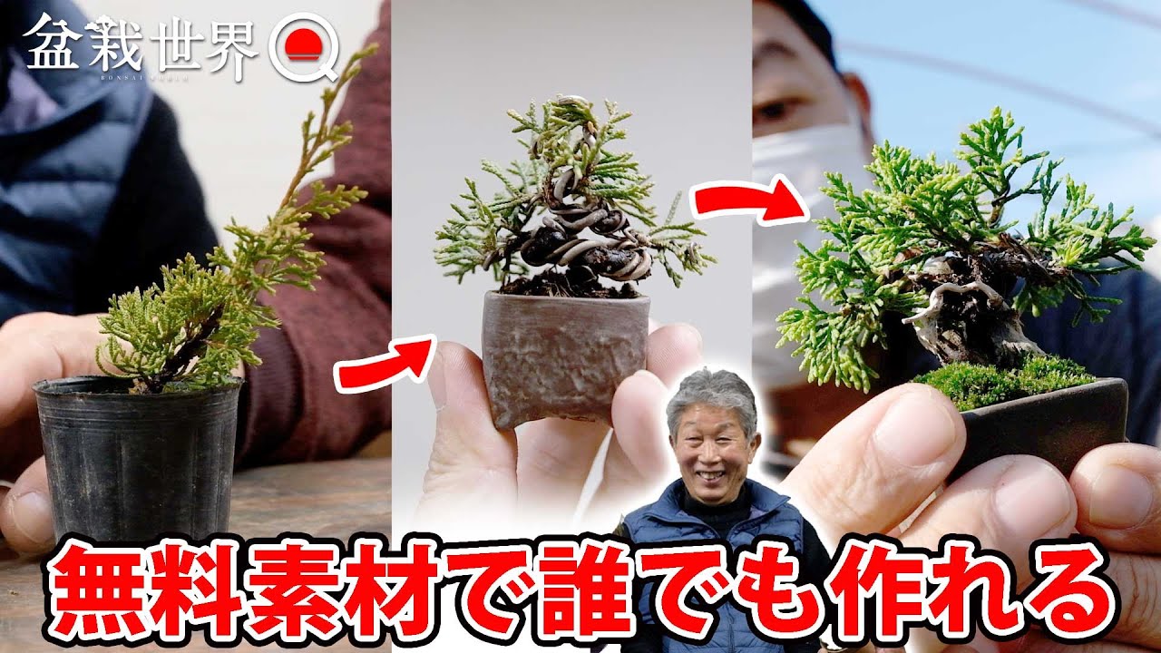 【真柏】挿し木1年生でも超ミニ盆栽を作れます【盆栽世界×盆栽Q】