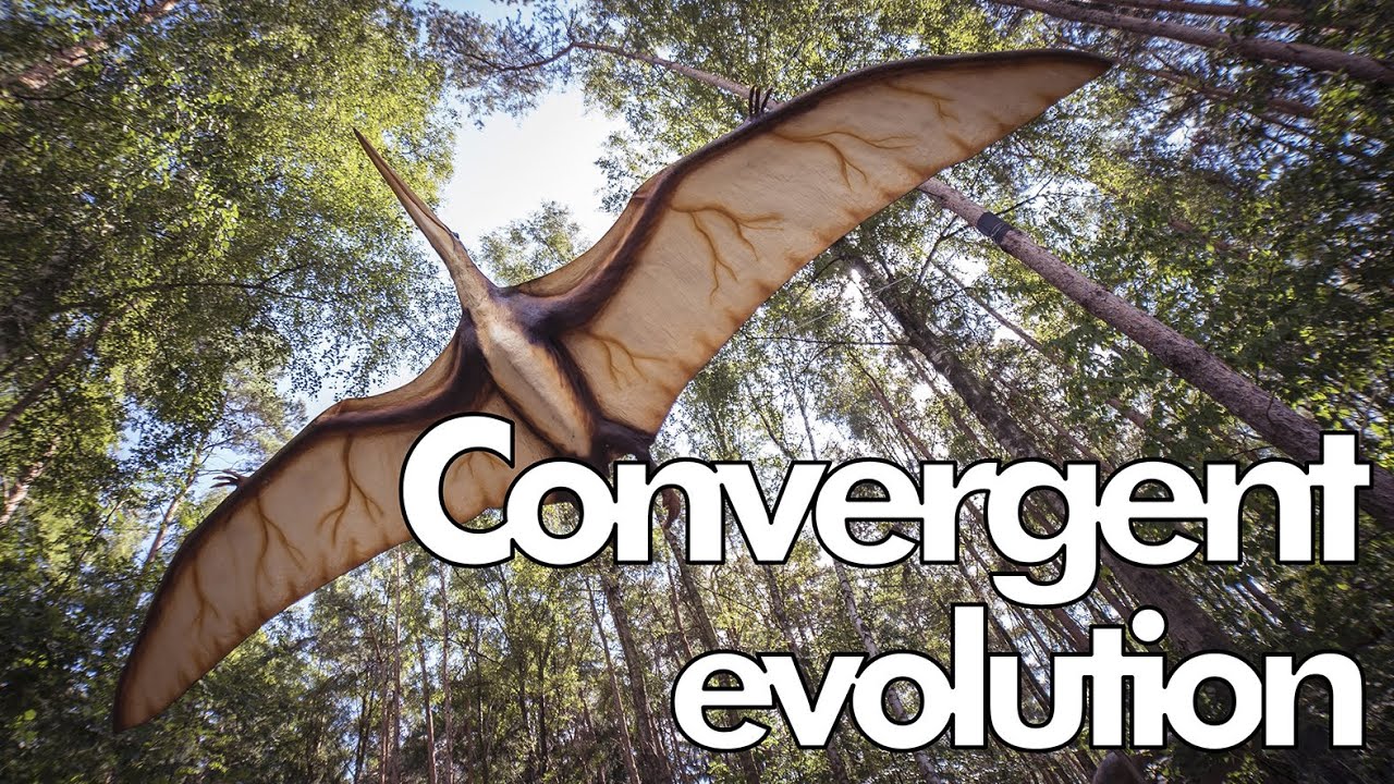 Convergent Evolution