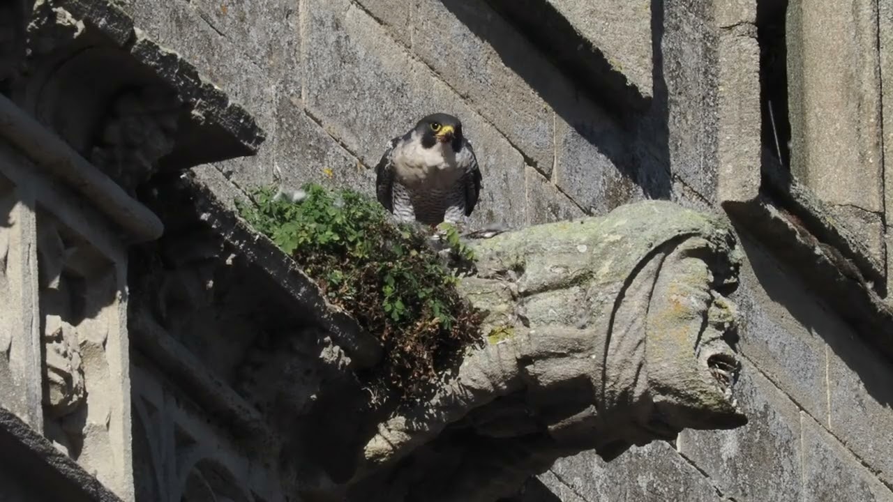 2025 10 06 Stamford Tiercel Prey and Wasps