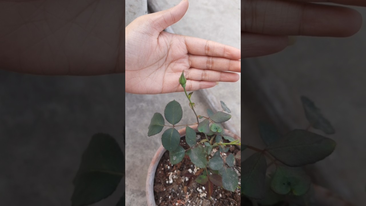 bud to flower transition video #transition #shorts