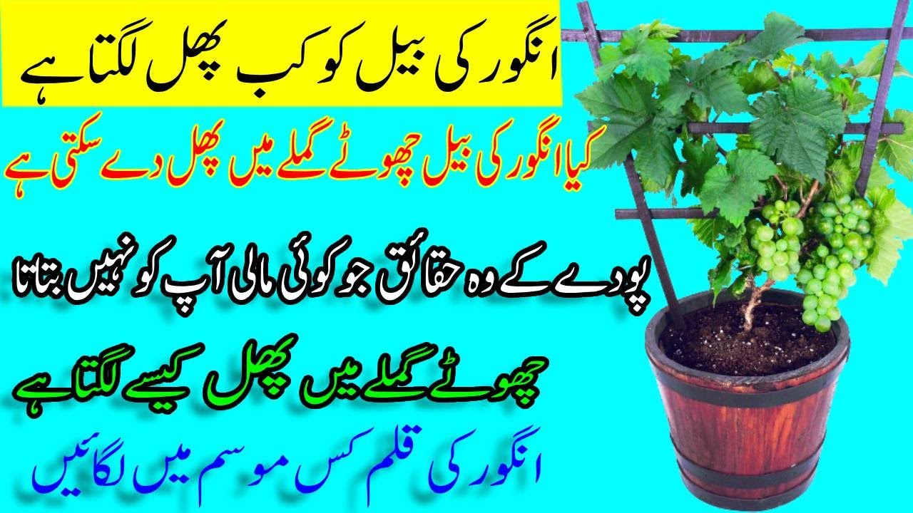 Things that few people know about the Grape vine plant | Secret To Grow Grape vine Plant