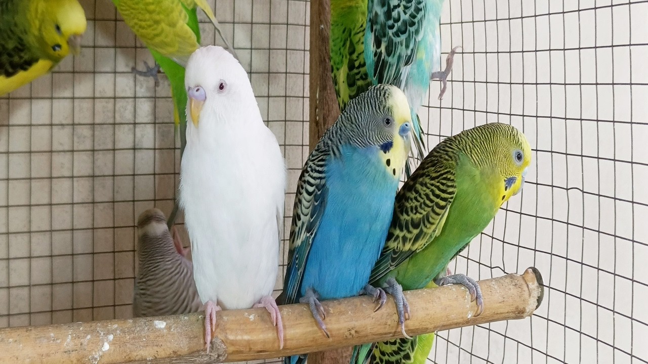 3 Hours of Happy Budgie Chirping 🐦 | Peaceful Nature Bird Sounds