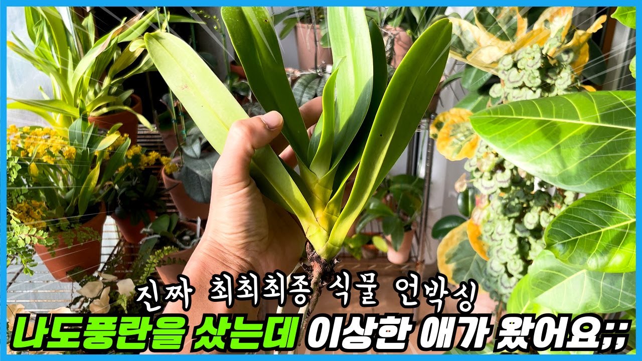 고수들만 사용하는 나도풍란 안죽게 심어 키우는 방법!! 올해 최최최종 식물 언박싱;;