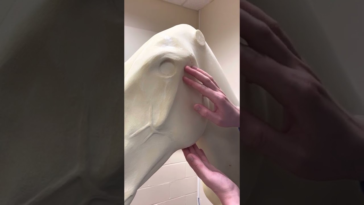 OSCE - Equine Facial Artery/Lymph Node Palpation