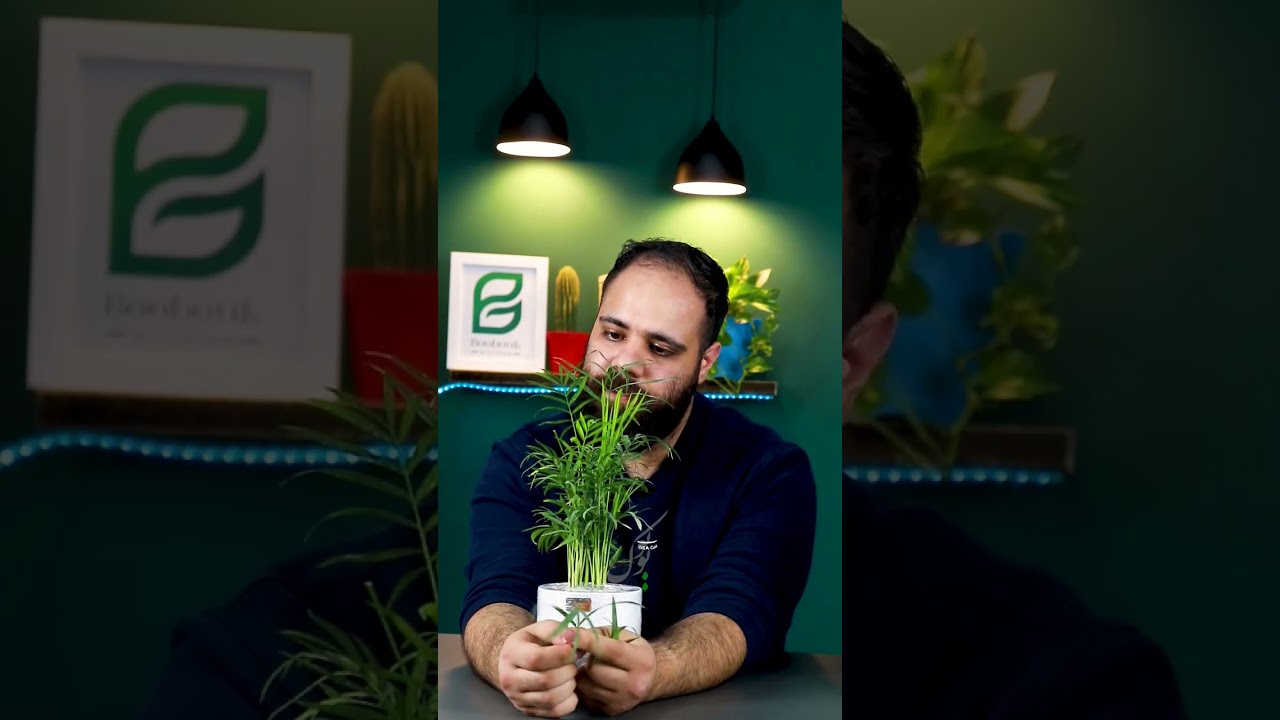 روش نگهداری نخل شامادورا