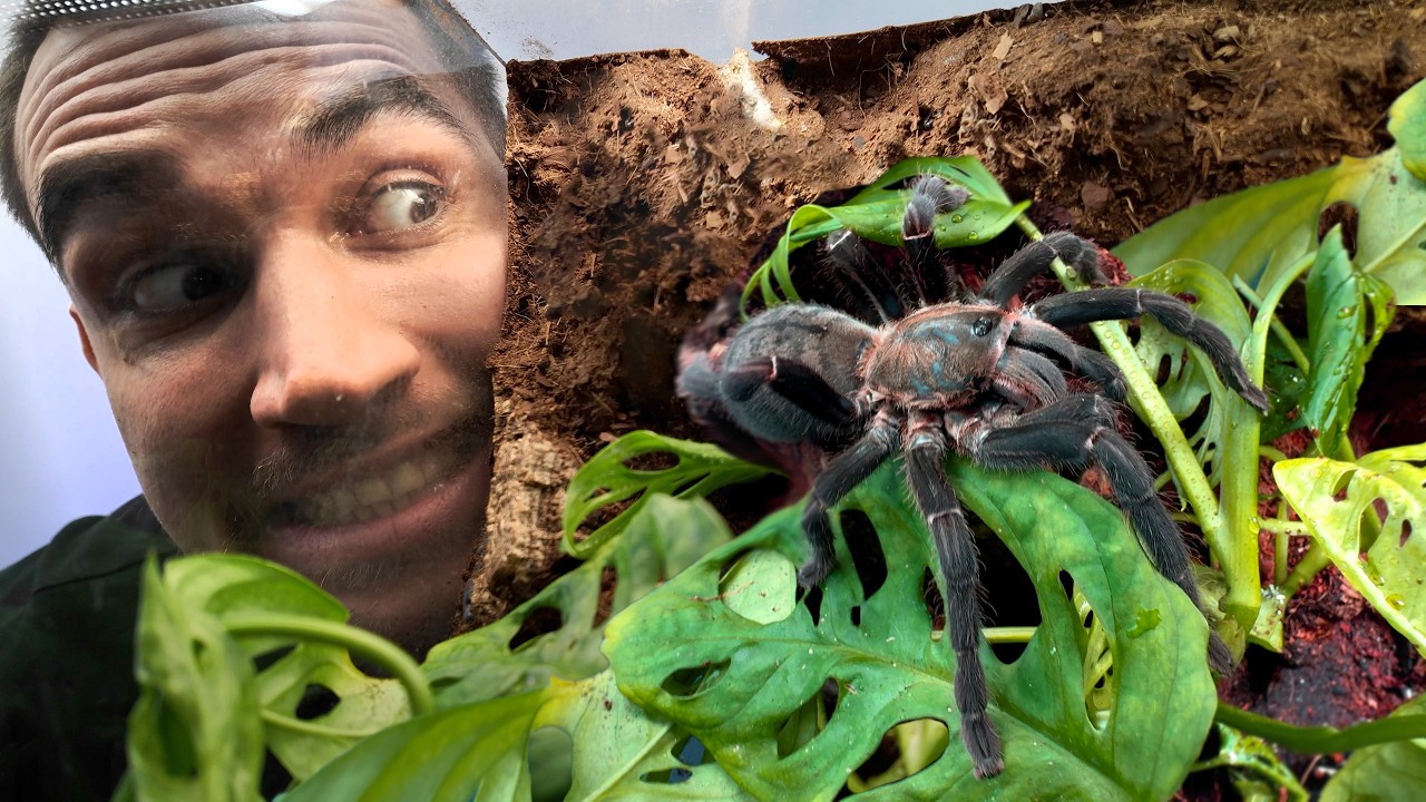 A w takim  terrarium to sam bym zamieszkał 🤩 Budowa mini dżungli + przeprowadzka