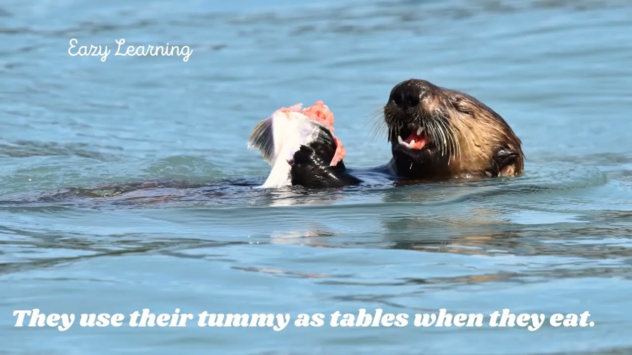 Sea Otter- Facts for knowledge