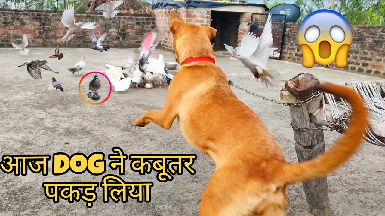 आज Dog ने कबूतर पकड़ लिया 😱🐕 Kabutar Ke Video || Aaj Dog Ne Kabutar Pakad Liya || Pigeon Ke Video 🕊️
