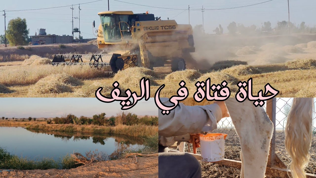 الريف العراقي الجميل || يوميات فتاة في المزرعة موسم حصاد محاصيل و اكل الريف الصحي ولكيت بيض طائرغريب
