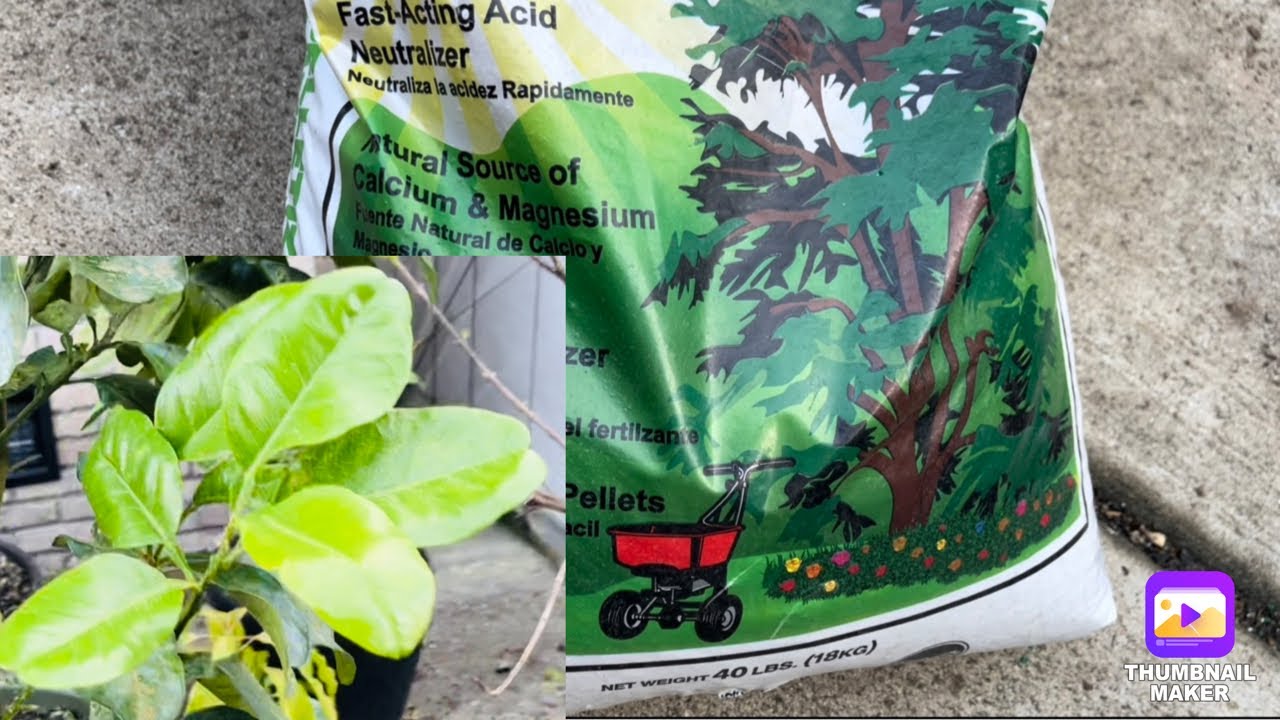 Chia sẻ loại phân bón bổ sung chất đạm duyệt khuẩn,giữ bông không bị rụng cho lá xanh tươi..