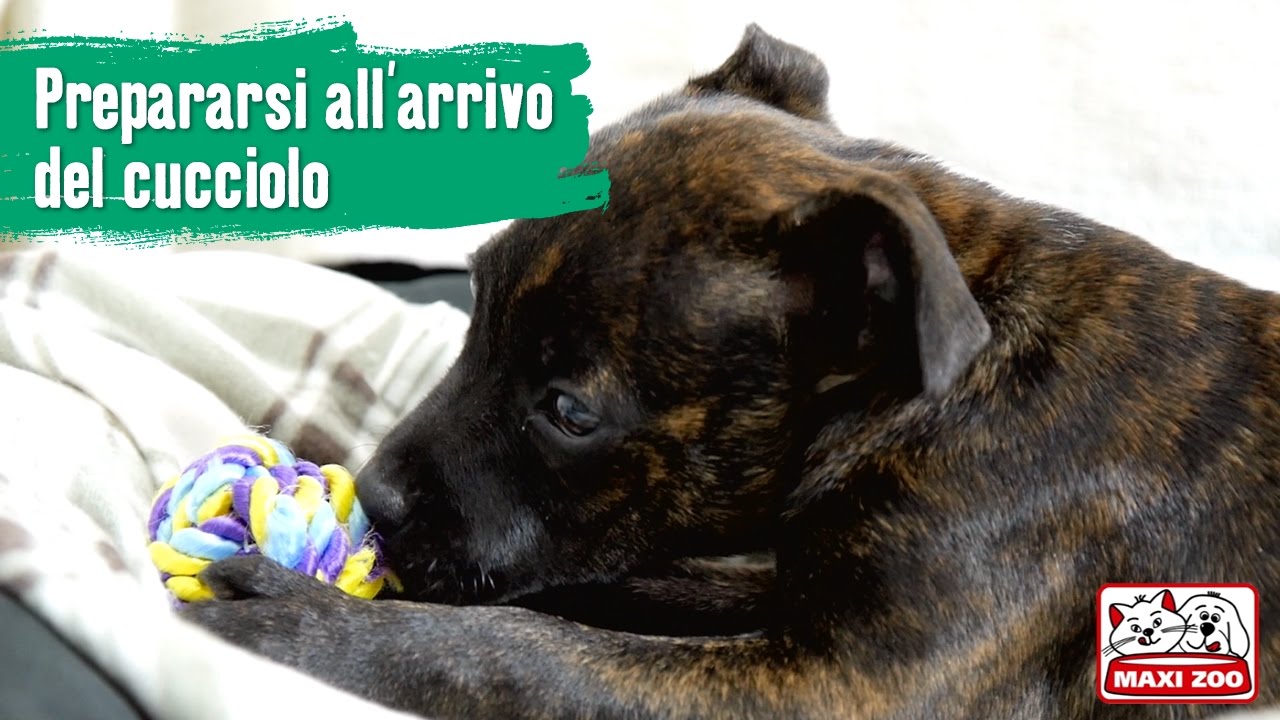 TUTORIAL: prepararsi all'arrivo del cucciolo | Maxi Zoo