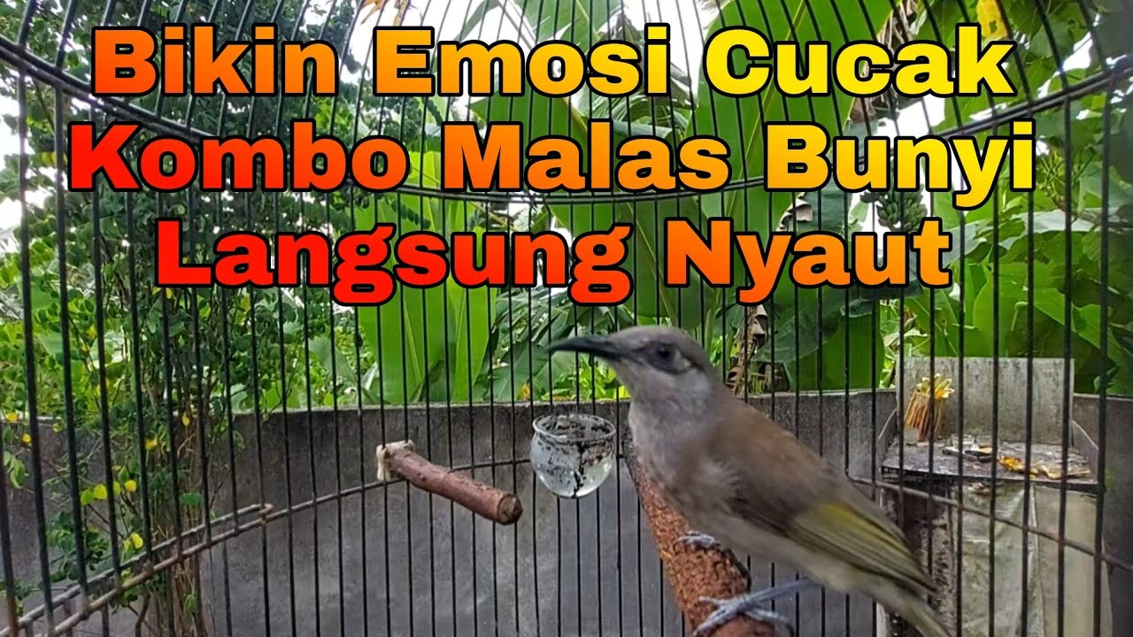 Cucak Kombo Gacor Untuk Masteran Atau PAncingan Cucak Kombo Malas Bunyi Dan Burung Kicau Lainnya