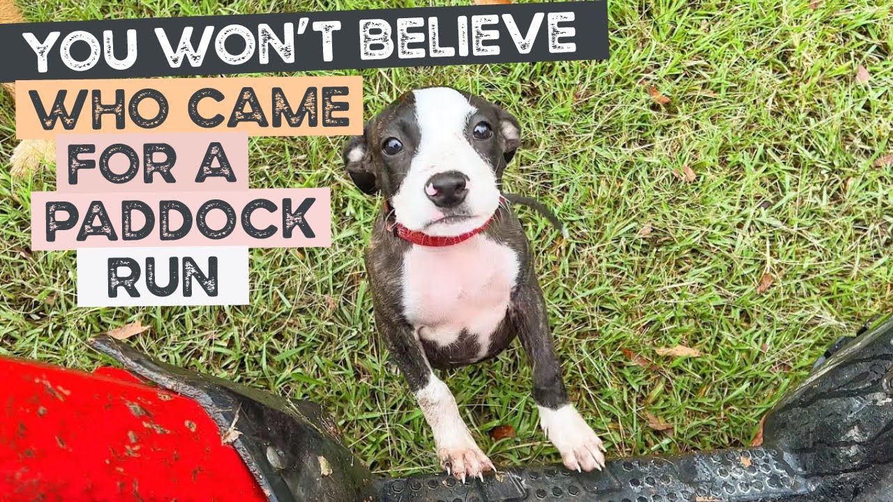 You won’t believe who came for a paddock run in the wet!