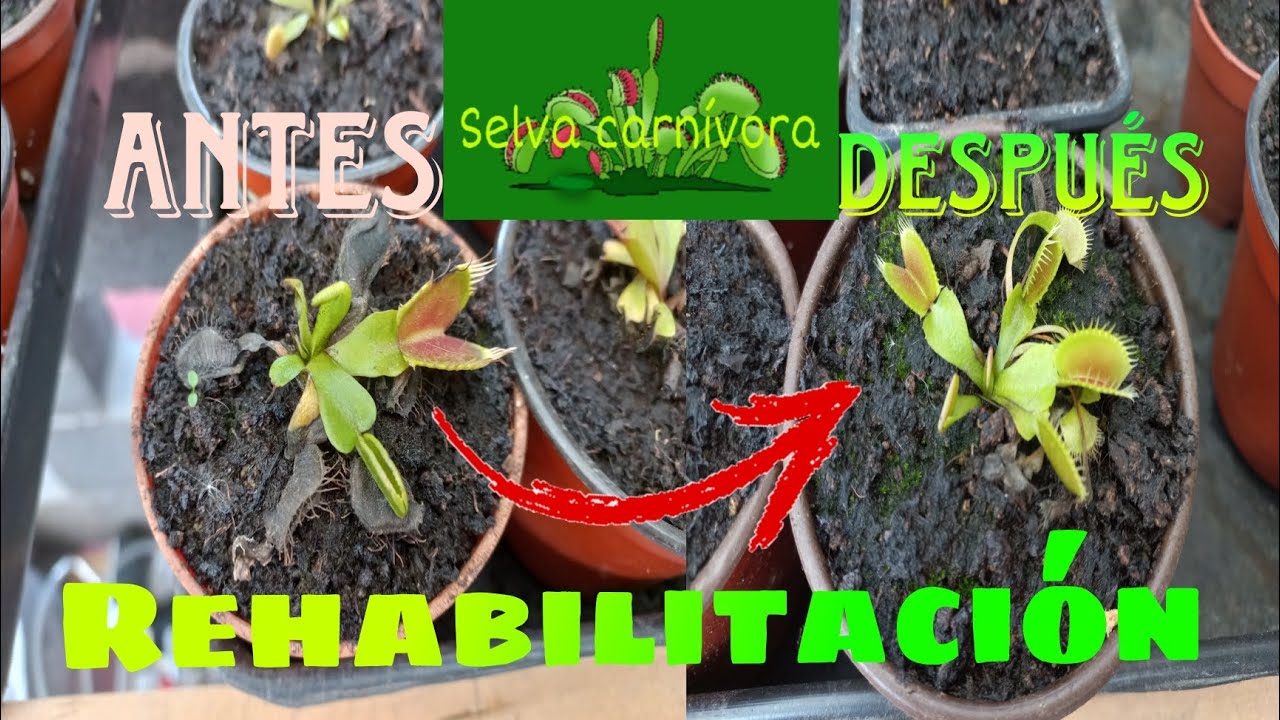 Como rehabilitar una Dionaea Muscipula (Plantas Carnívoras)