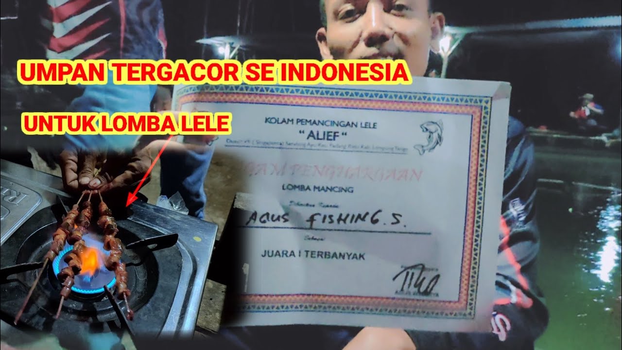 UMPAN IKAN LELE PALING JITU UNTUK LOMBA‼️SATE BELUT NGAMPLOP LAGI