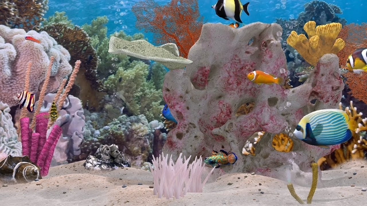 Coralen Ocean Salzwasser Aquarium #fishtank #relaxWatersound no music #ambience ASMR no talking 