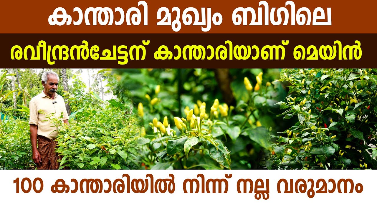 കാന്താരിയുടെ രുചിയറിഞ്ഞ രവീന്ദ്രൻനായർ I Kanthari Krishi I Birds eye Chili I Pepper I
