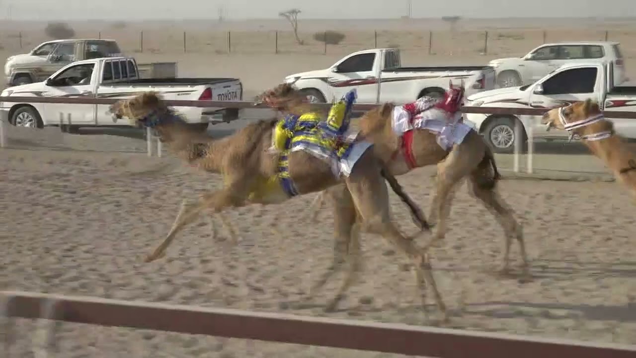 ✅الشوط1.. الشاهينية/بادي حمود ذويب المغيري1:41.75 الأبيض صعوب 28/2/2026