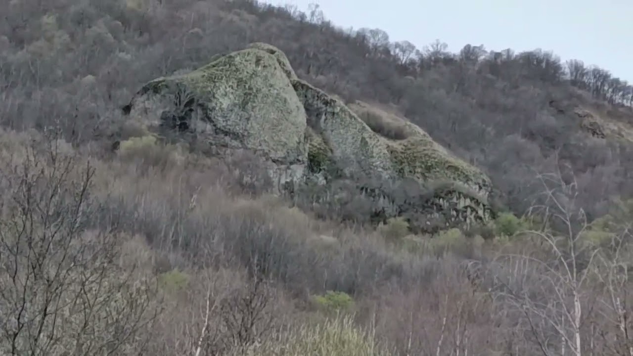 The Beauty of the Forest