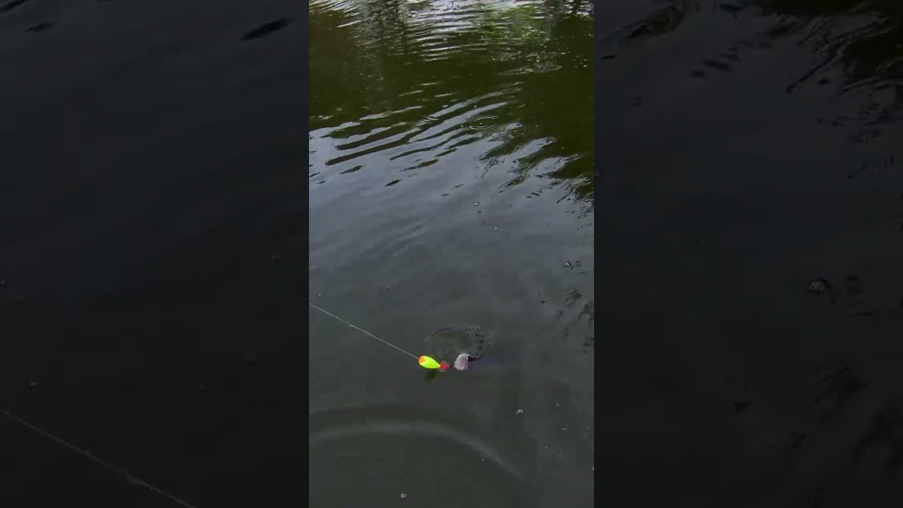 jump frog! snakehead fishing 