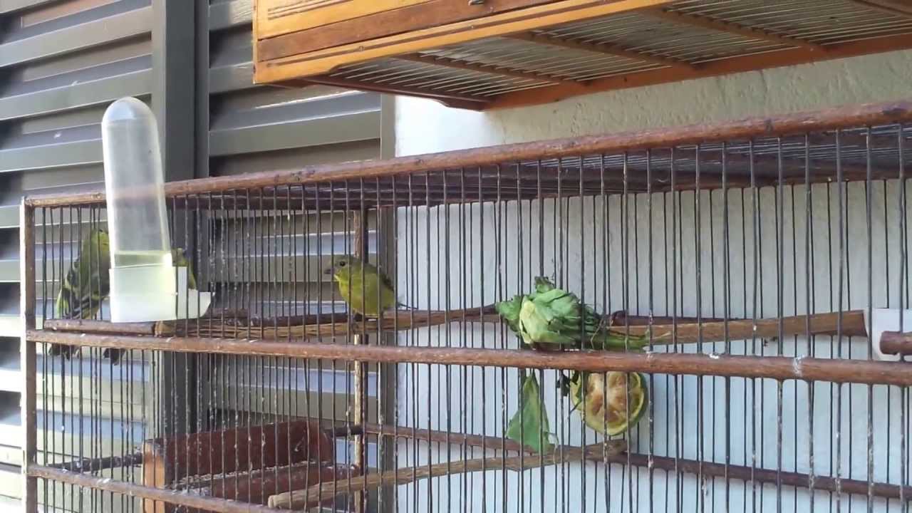 Farinhada caseira para pintassilgo