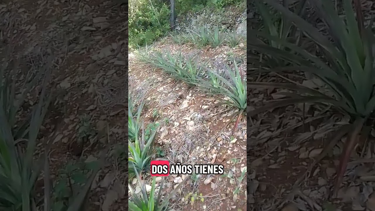 Cultivando la piña Criollita de Los Yungas 🍍#yungas