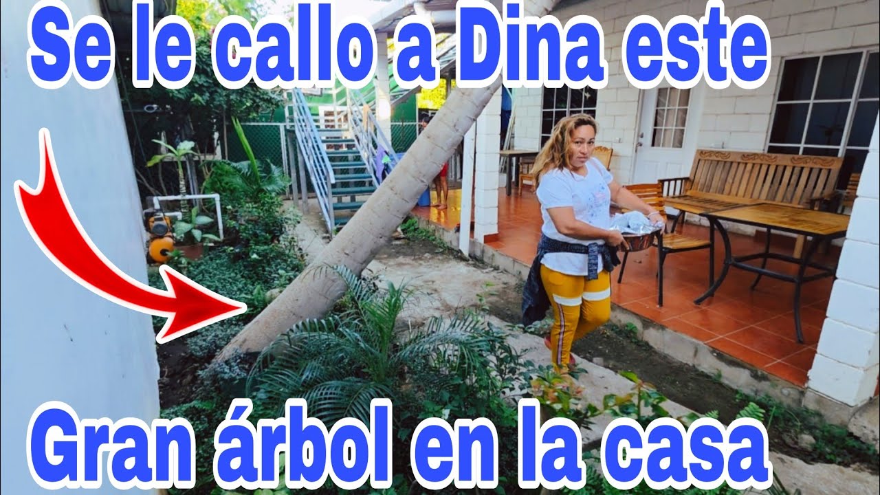 Gran árbol le callo a Dina en la casa😳todo esto aran😳😱