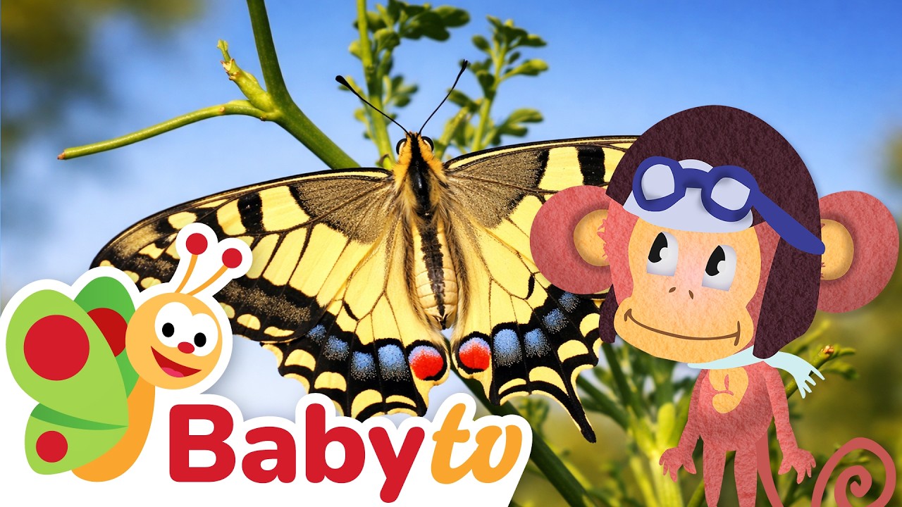 De oruga a mariposa 🐛🦋 | Animales para los más pequeños @BabyTVSP