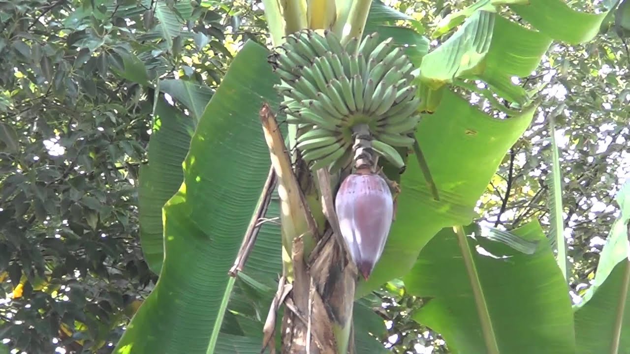 Bananas Grown in Florida USA - REAL USA Ep. 16