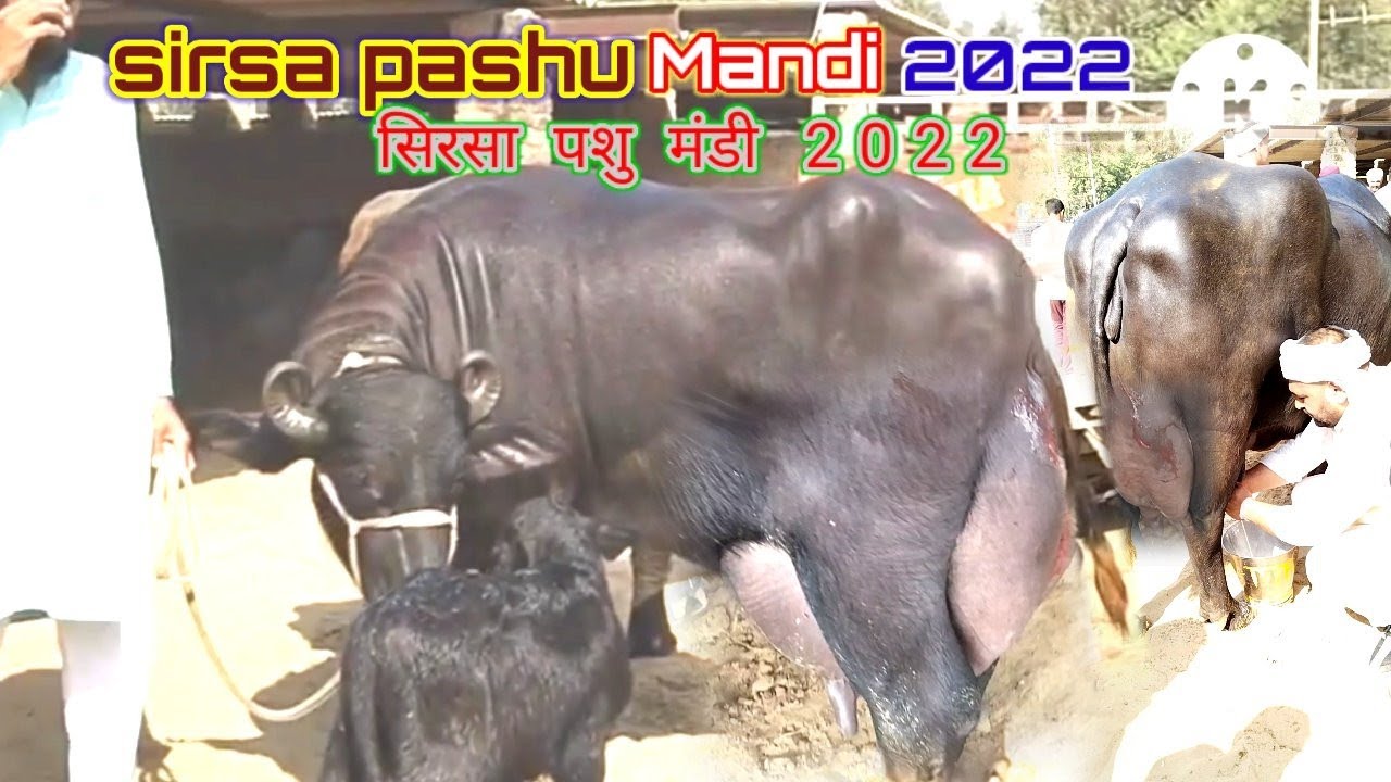 Sirsa pashu Mandi 2022 सिरसा पशु मंडी 2022 #dairyfarm#cow @newkrishidarshan