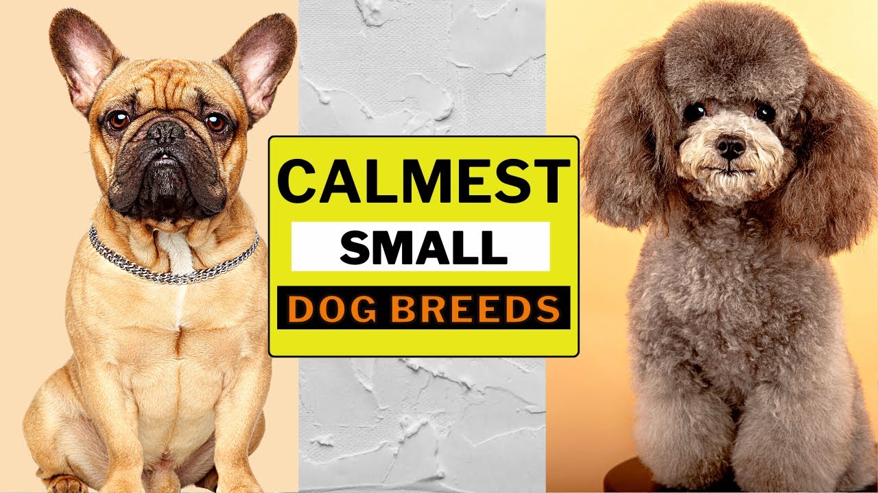 Top 15 Calmest SMALL Dog Breeds That Don't Yap Too Much 🐶 13 & 15 May Surprise You