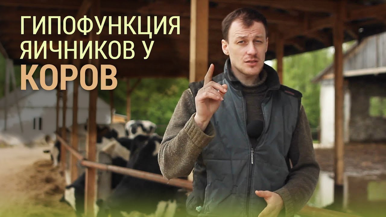 Гипофункция яичников у коров