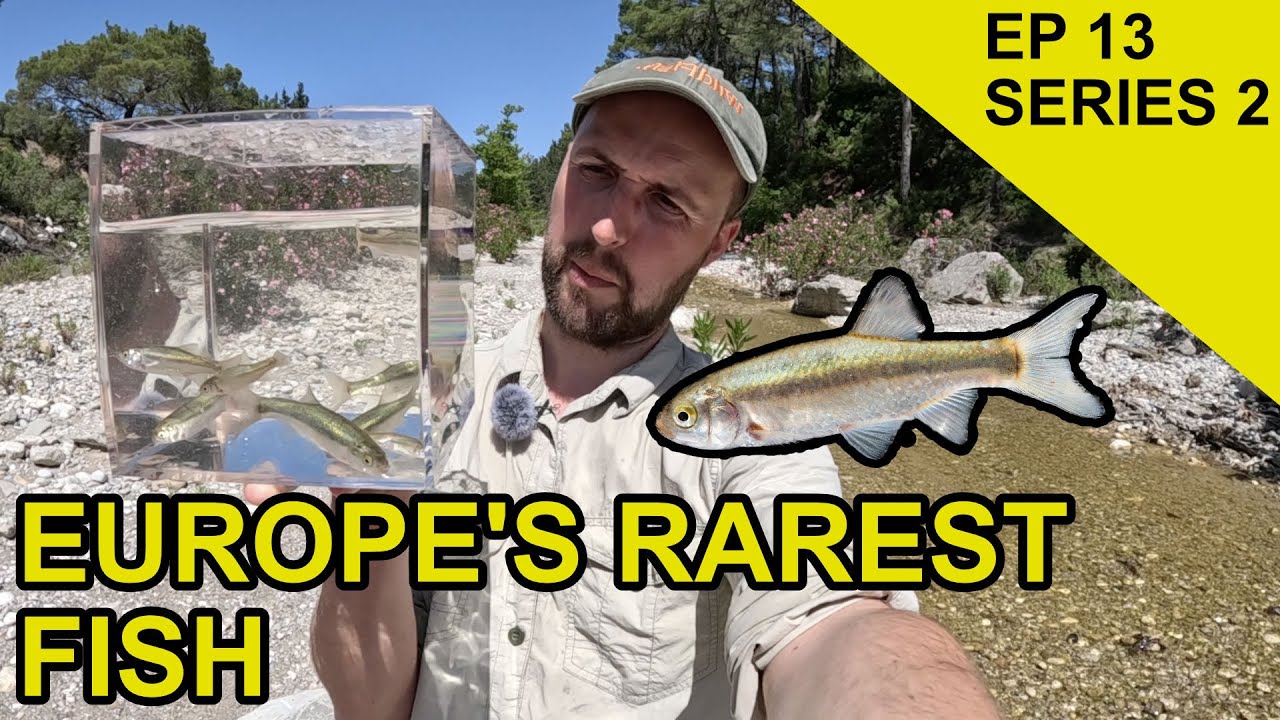 Rare Mediterranean Fish : Species Hunt (EPISODE 33)