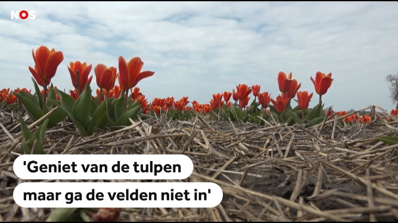BOLLENVELDEN: 'Toeristen, laat de bollen met rust'
