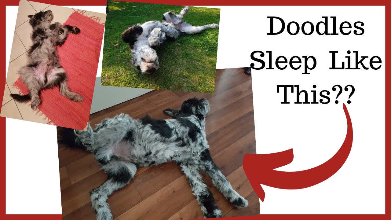 Why So Many Doodles Sleep Like This | The Doodle Pose