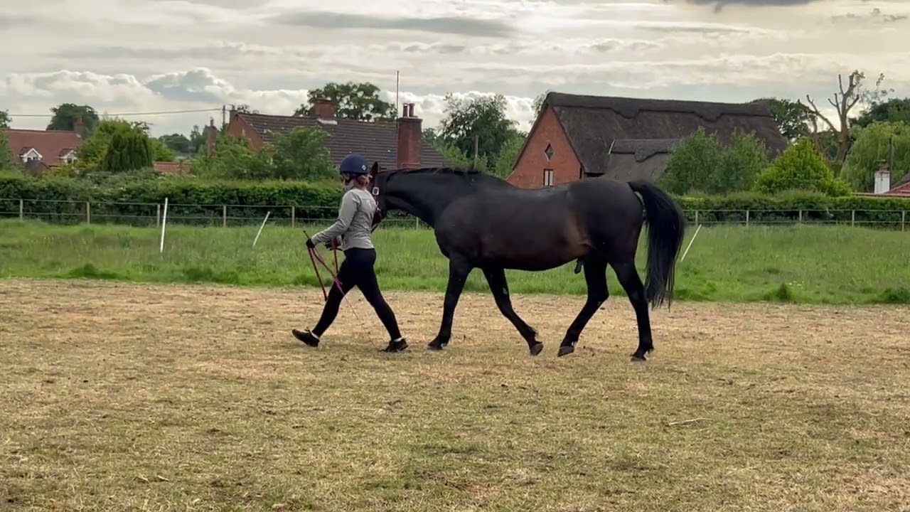 Charlotte Key and Jack, Inhand Walk Only, May 2025