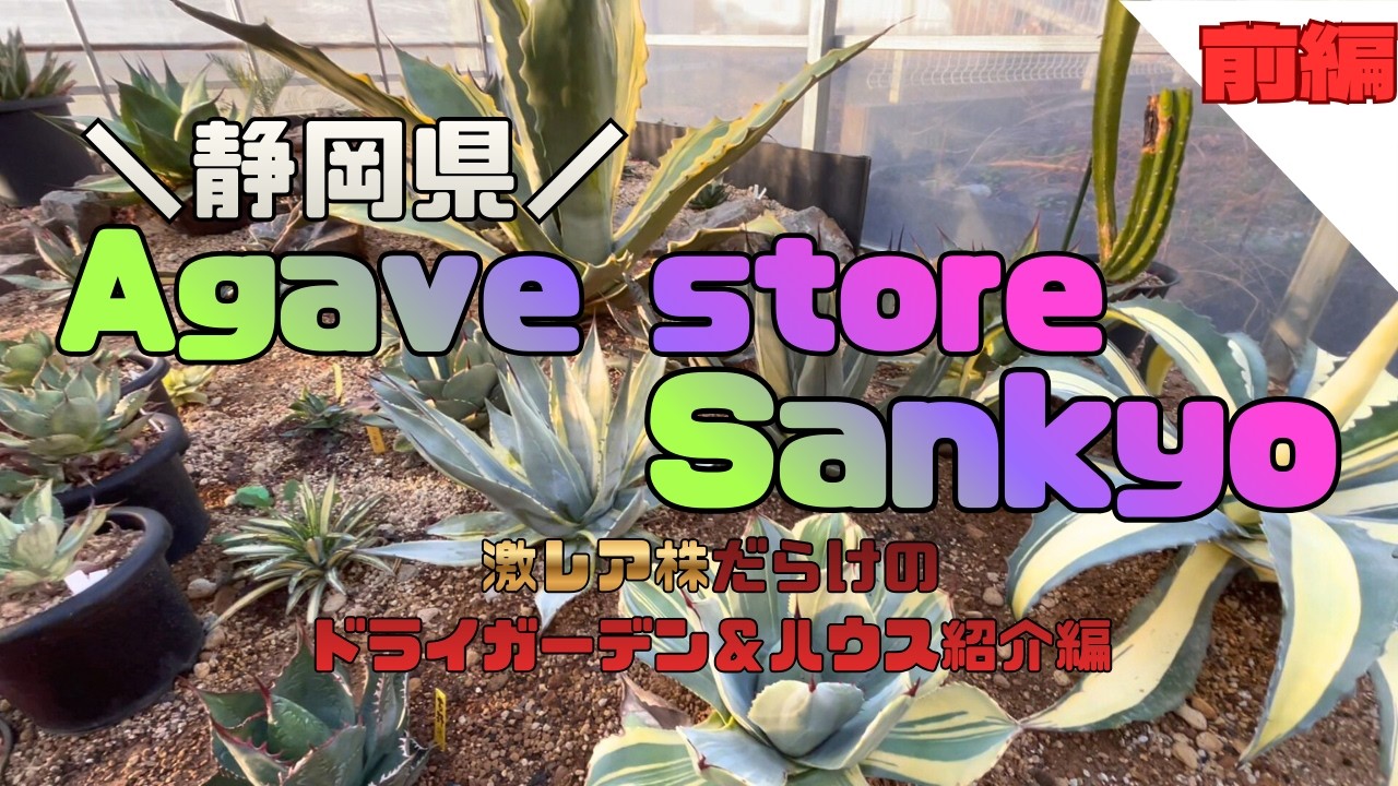 【店舗紹介】浜松の超有名店！Agave store Sankyoに行ってきました【前編】