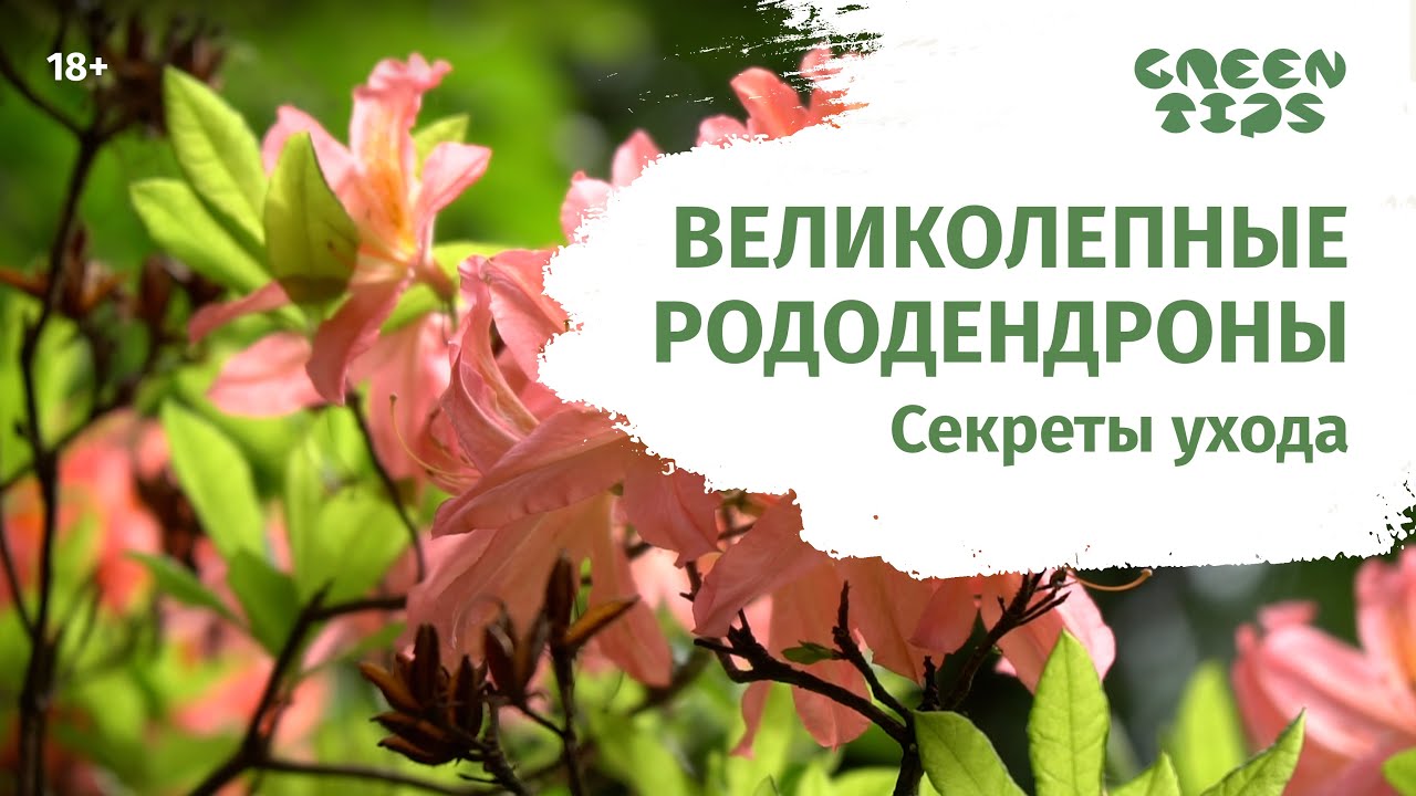 РОДОДЕНДРОНЫ УХОД. КАК ИЗБЕЖАТЬ ОШИБОК