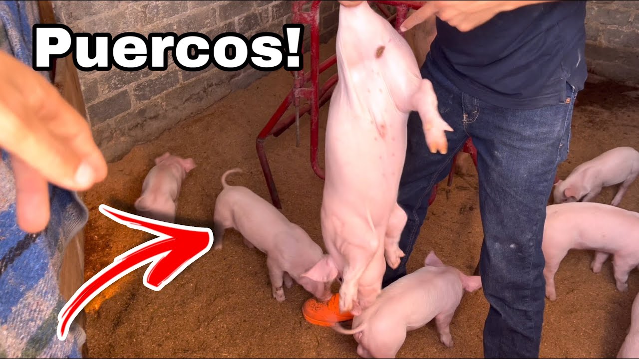 Visitamos una Granja de puercos!!