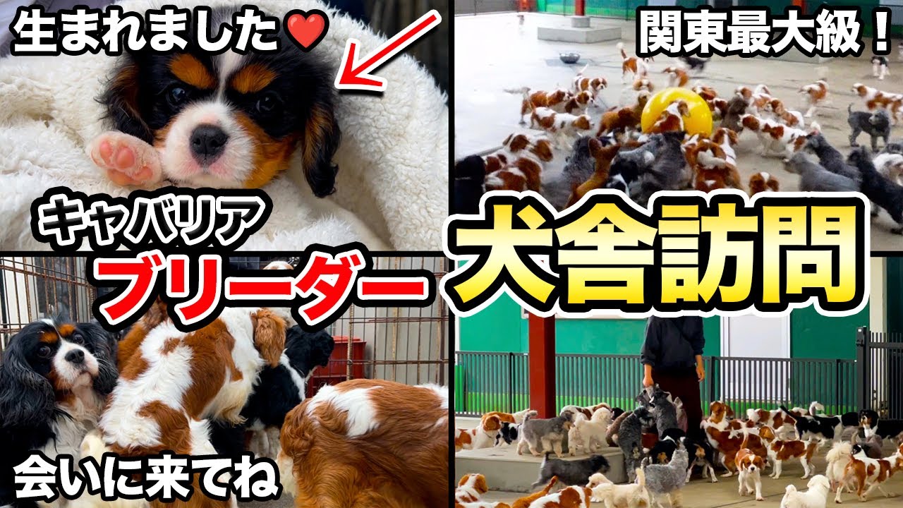 【子犬】キャバリアを迎えるなら”絶対にチェックすべき犬舎”を紹介します！