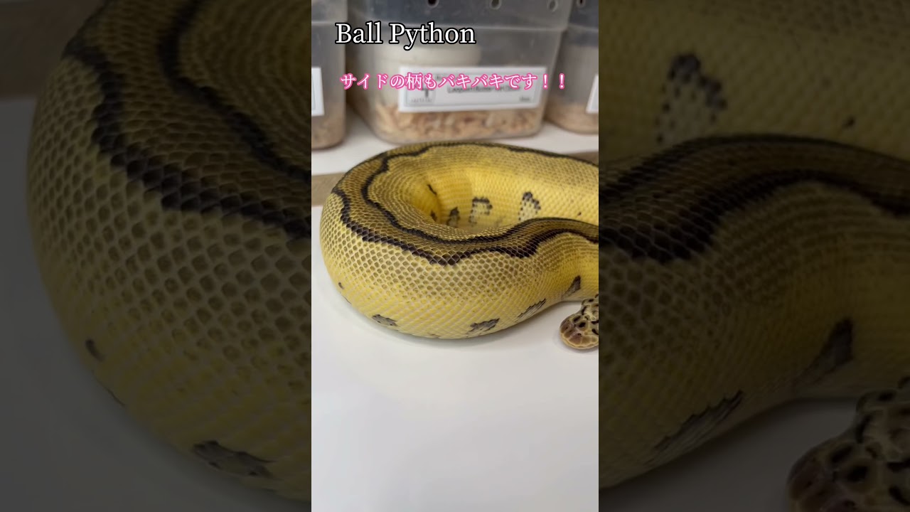 Ball Python モルフ 紹介 #30 