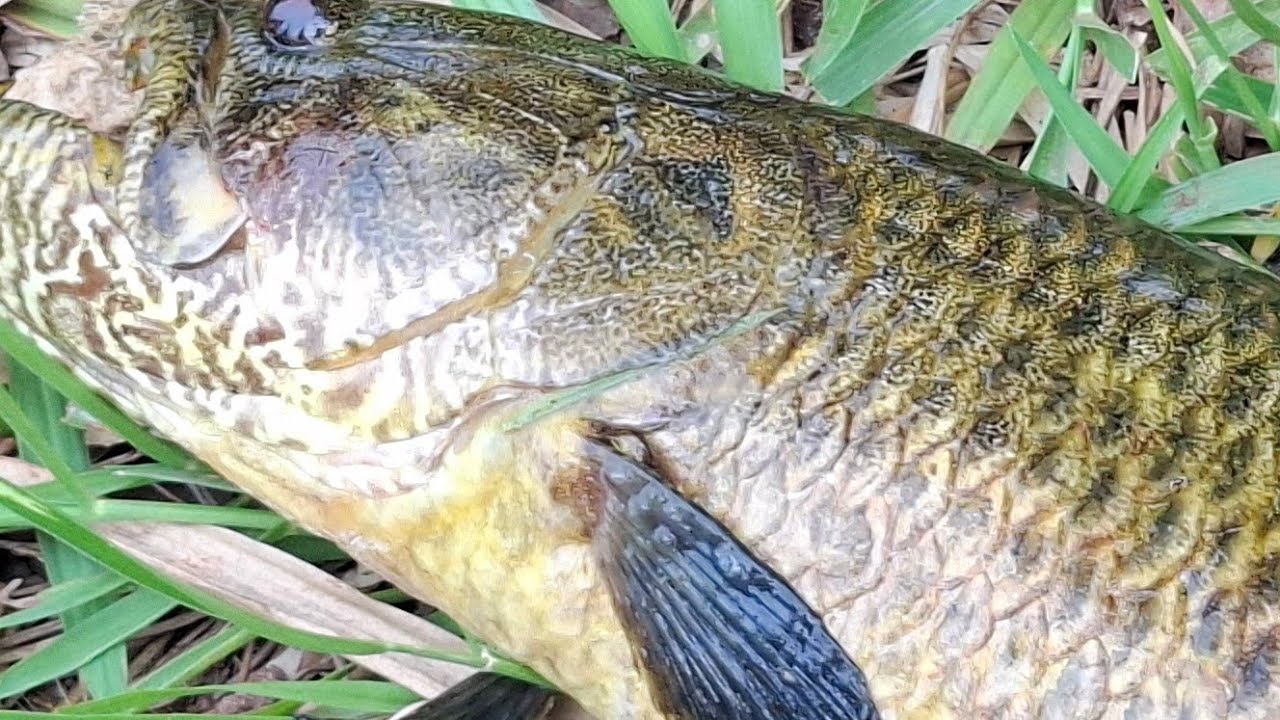 ELA PESCOU O MAIOR TRAIRÃO DA VIDA DELA GIGANTE DEU TRABALHO PRA TIRA!!!
