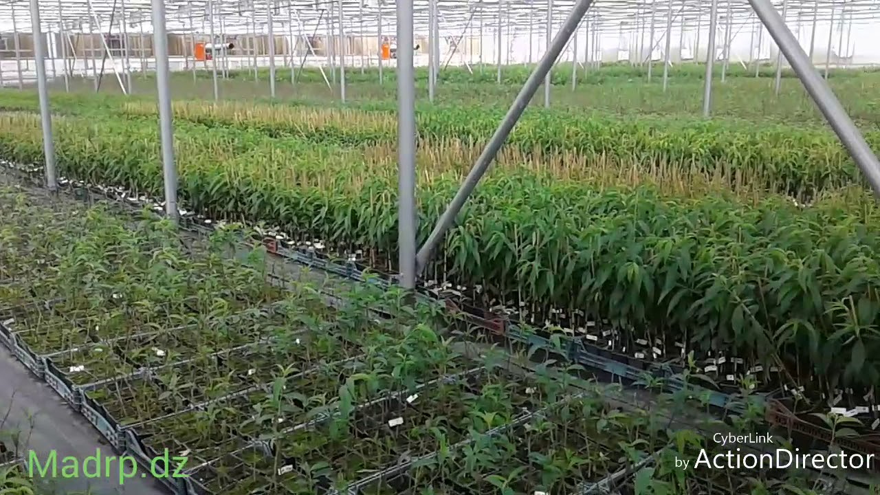 VITRO PLANT ALGERIE TECHNOLOGIES POUR LES PLANTES AGRICOLES