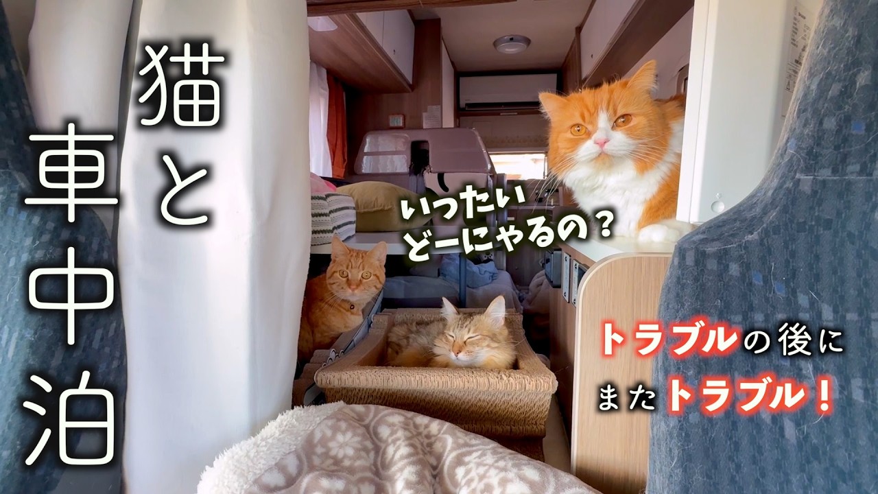 【悲報】旅に出られない⁈ まさかの事態に戸惑うにゃんこ