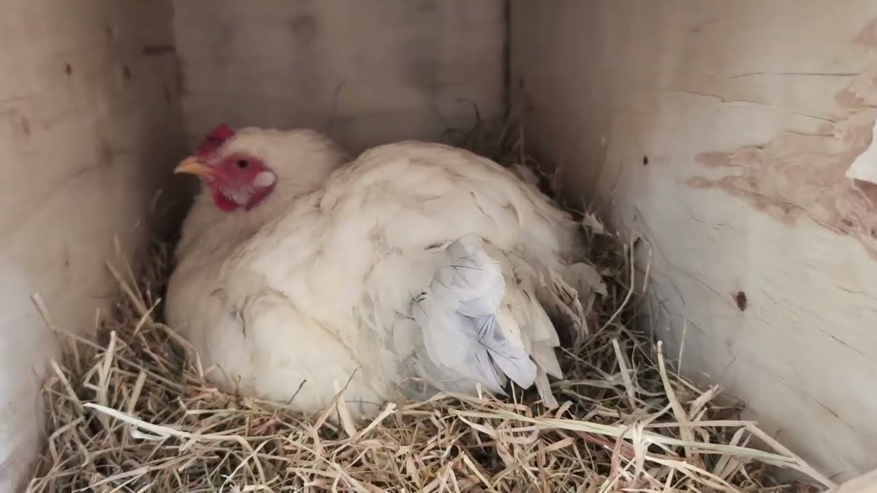 🛑BOLI ESTÁ CLUECA 😱 MAS GALLINAS CLUECAS SERA QUE TENDREMOS POLLITOs 