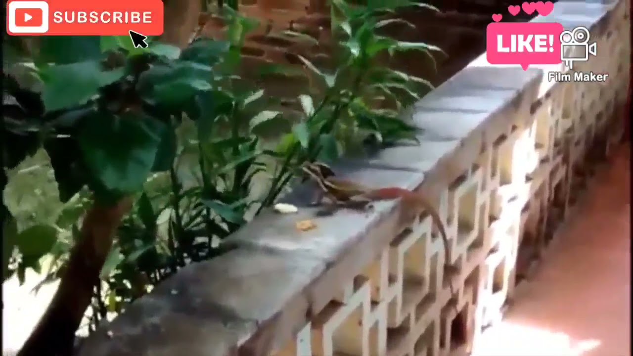 Teterete a la vista. un bonito animalito creo que estaba perdido.