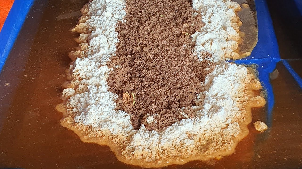 Part 03 - Result of 11 days old larvae